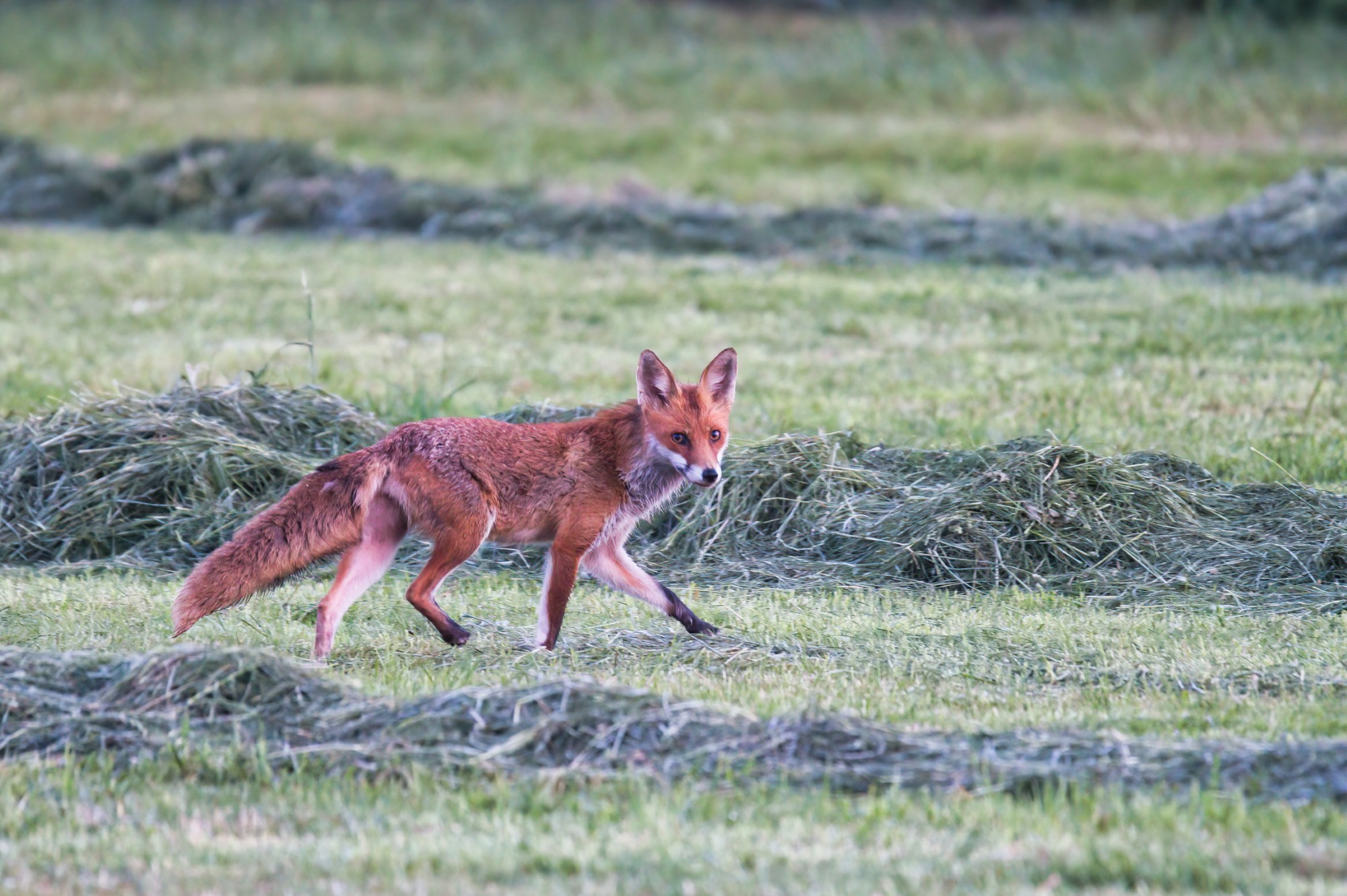 Fuchs auf einer frisch gemähten Wiese