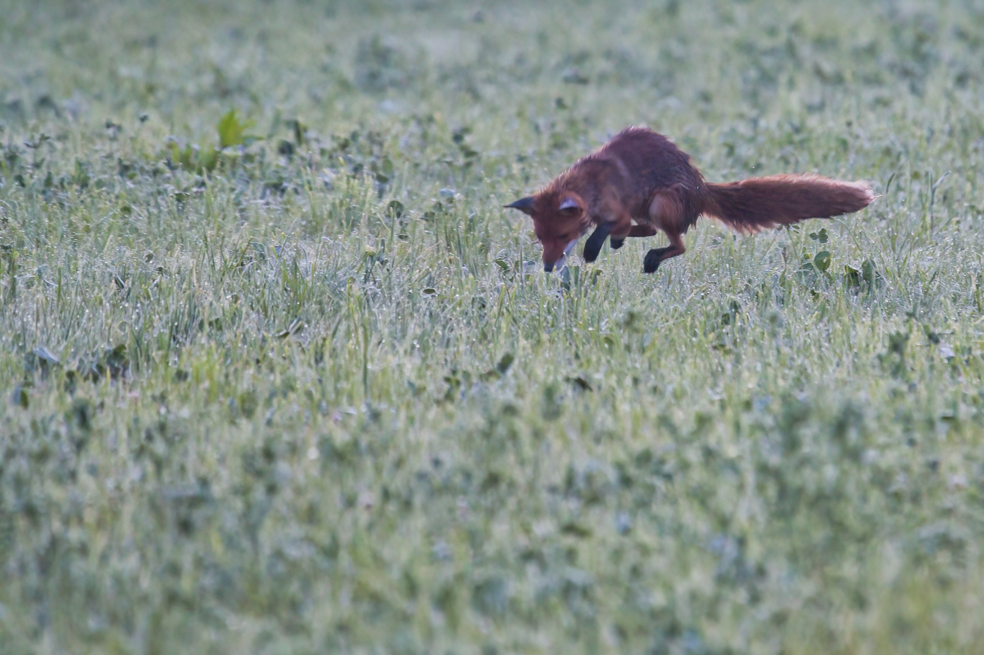 Fuchs macht einen Mäusesprung