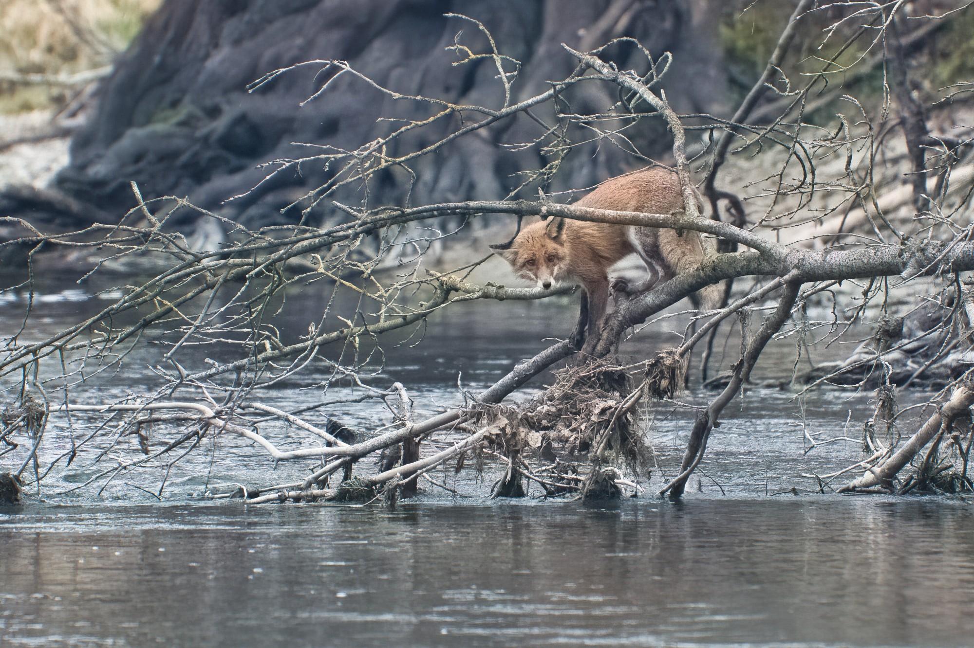 Fuchs klettert auf einem umgefallenen, in die Amper ragenden Baum.