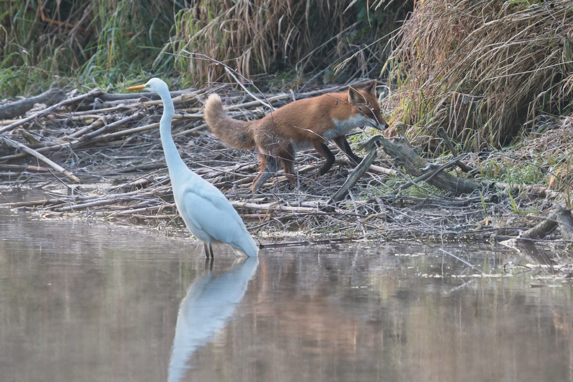 Im Vordergrund ein Silberreiher, im Hintergrund ein Fuchs