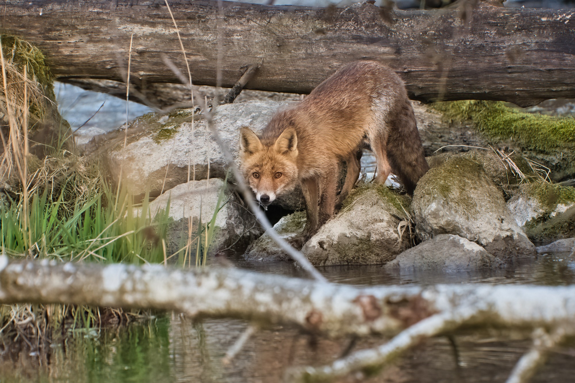 Fuchs an einem kleinen Flüsschen
