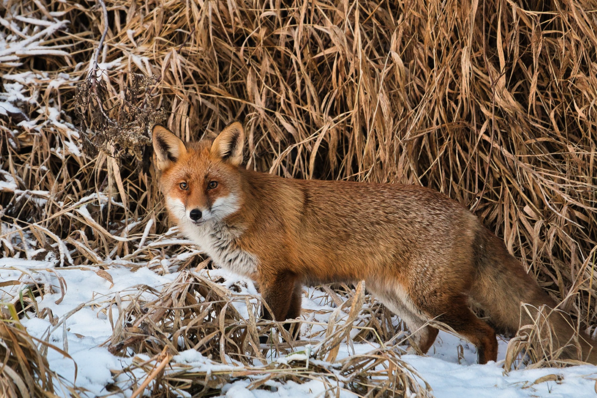 Fuchs im Winterfell vor einem Schilfgürtel
