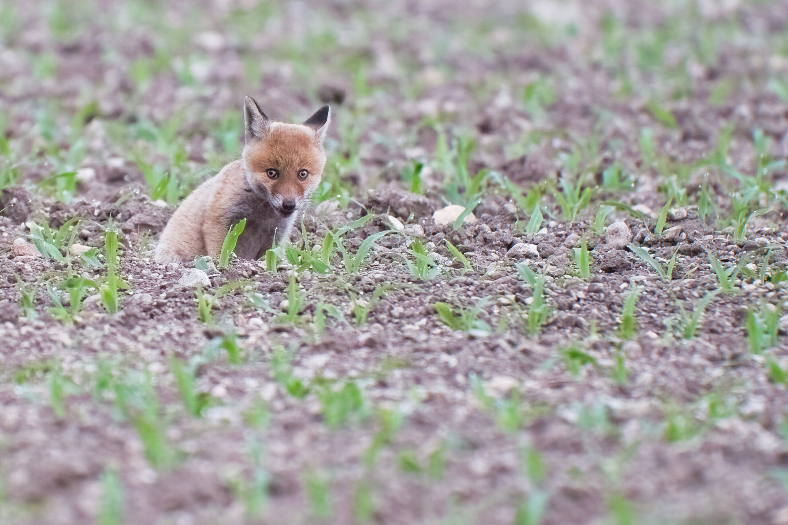Fuchswelpe sitzt auf einem Feld
