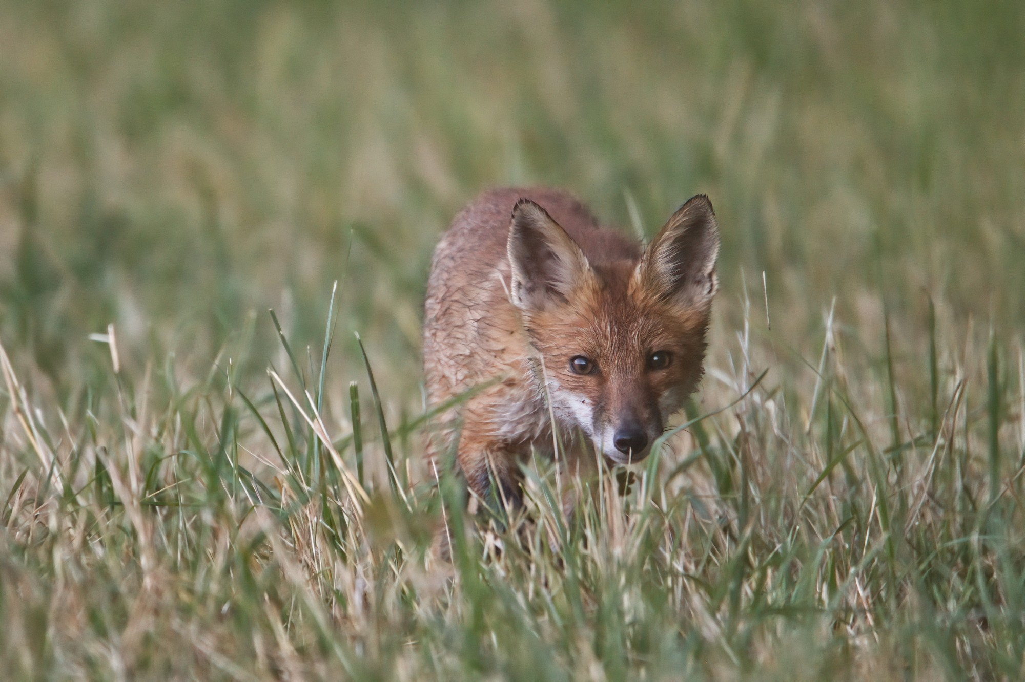 Fuchs ganz nah
